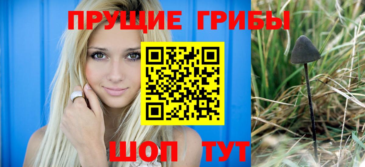 Псилоцибиновые грибы Psilocybe Наро-Фоминск